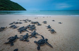 Bay Canh Island (Turtle Release)