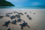 Bay Canh Island (Turtle Release)