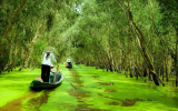 Tra Su Cajuput Forest (An Giang)